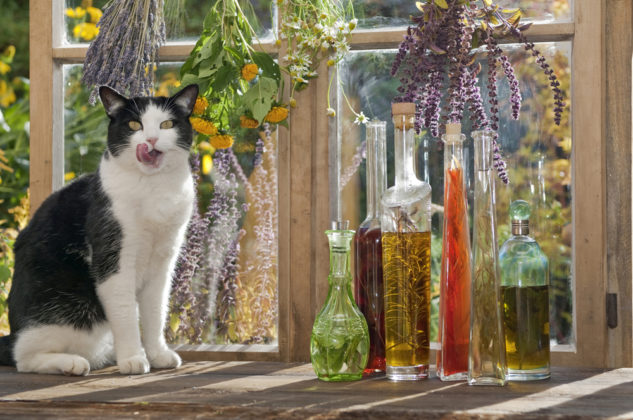 Flower essences for cats