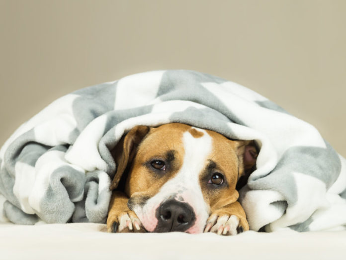 Natural remedies for canine anxiety