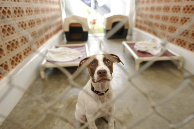 Myths about shelter dogs