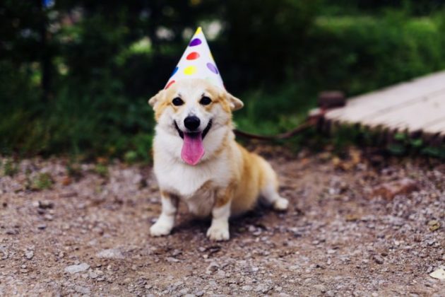 universal birthday for shelter dogs
