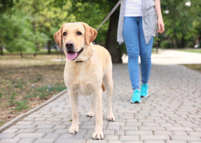 How Walking Helps Adoptions