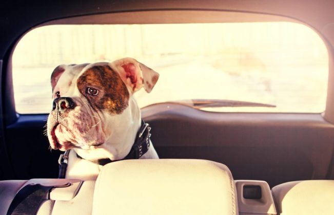 dogs in hot cars
