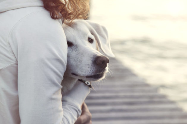 5 ways to soothe fear in dogs