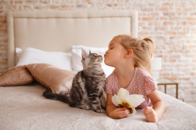 teach your child to respect cats