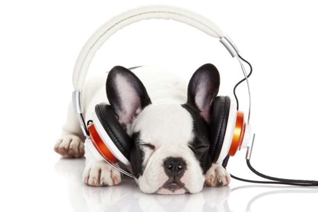 Music and pets