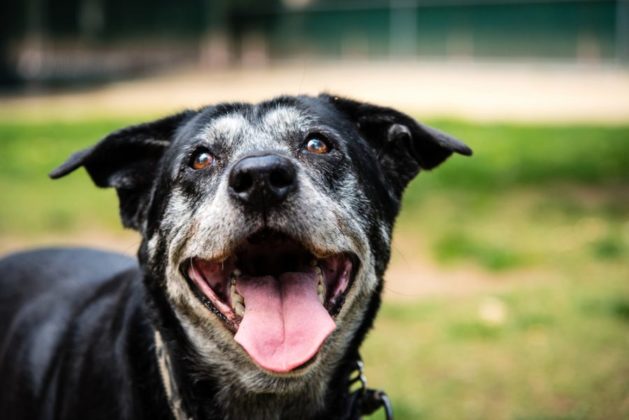 6 reasons to adopt a senior dog